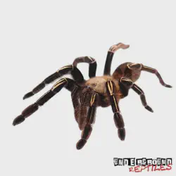 /img/16416-skeleton-tarantula-substrate.webp