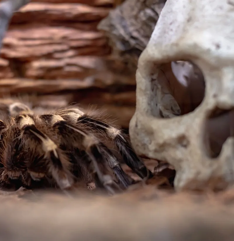 16418 hidden threat dream