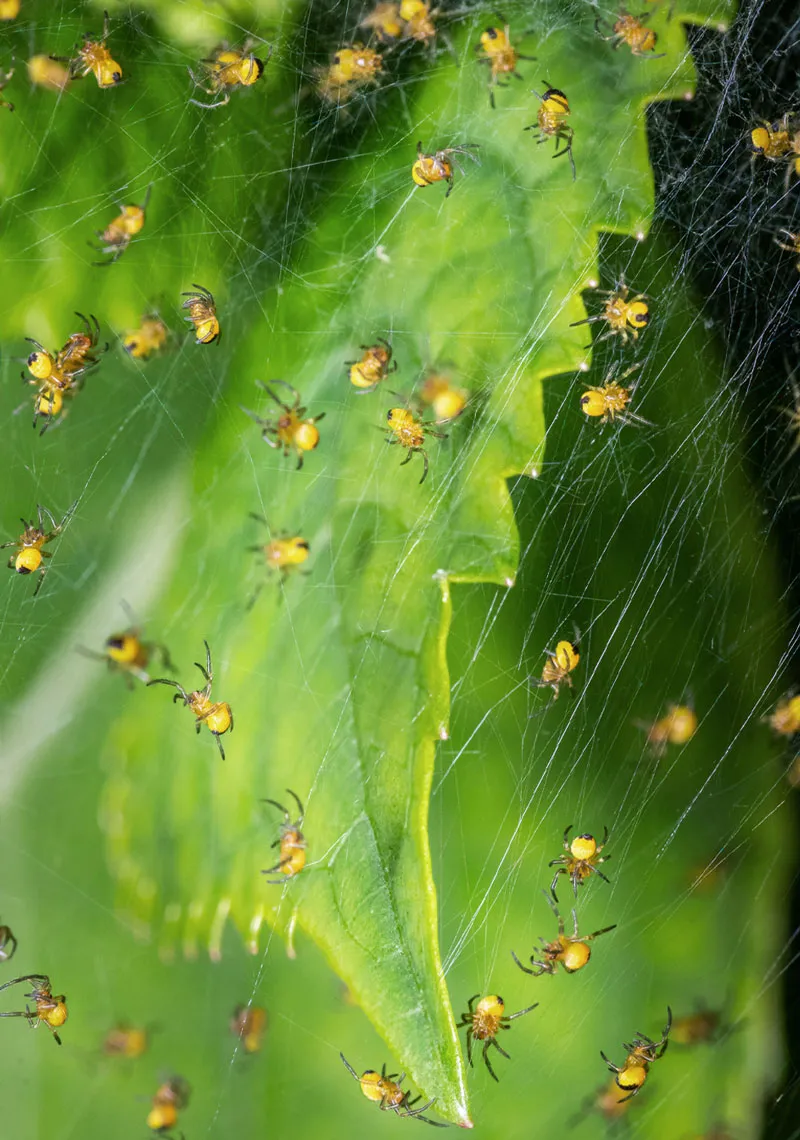 16418 shadow self dream