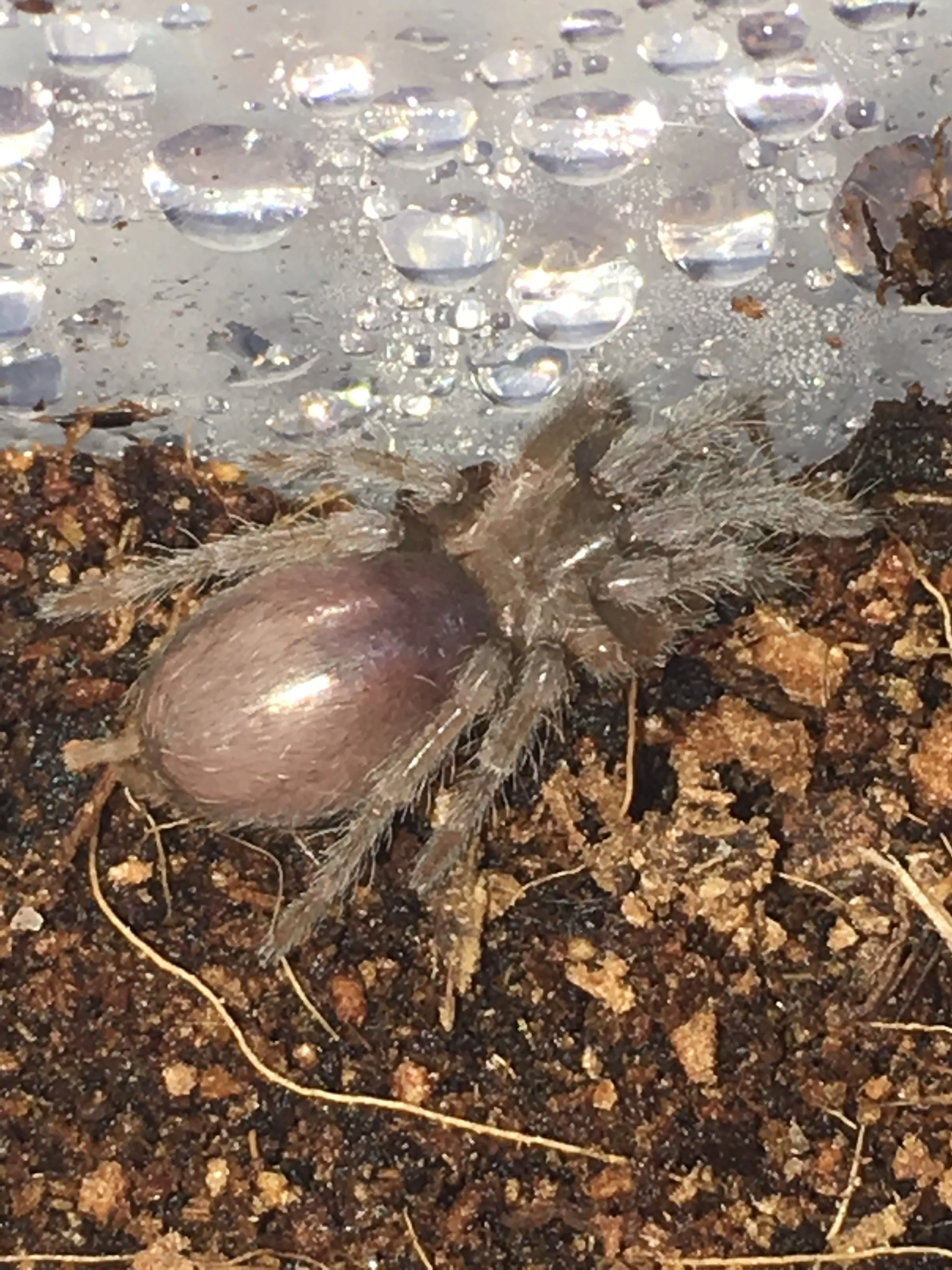 16419 bcf tarantula feeding