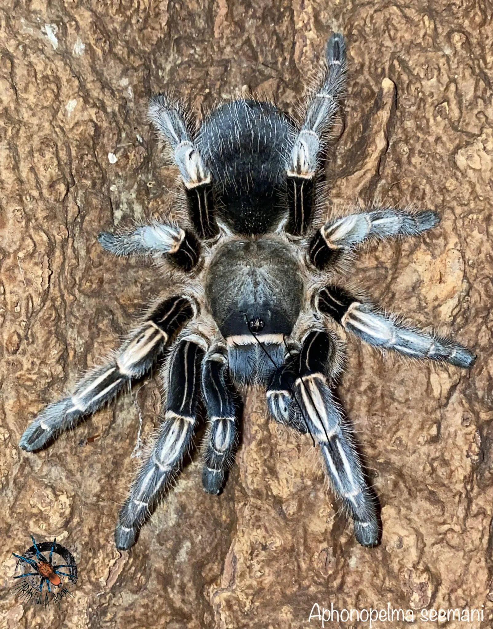 16419 bcf tarantula handling