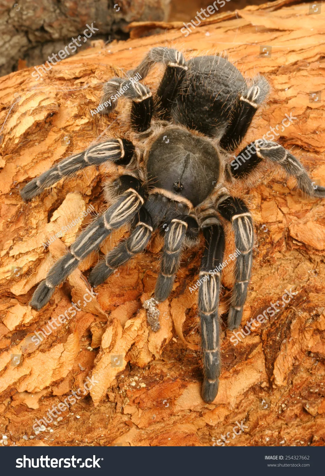 16419 bcf tarantula health