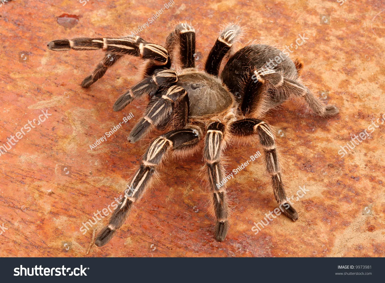 /img/16419-bcf-tarantula-molting.webp