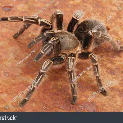 /img/16419-bcf-tarantula-molting.webp