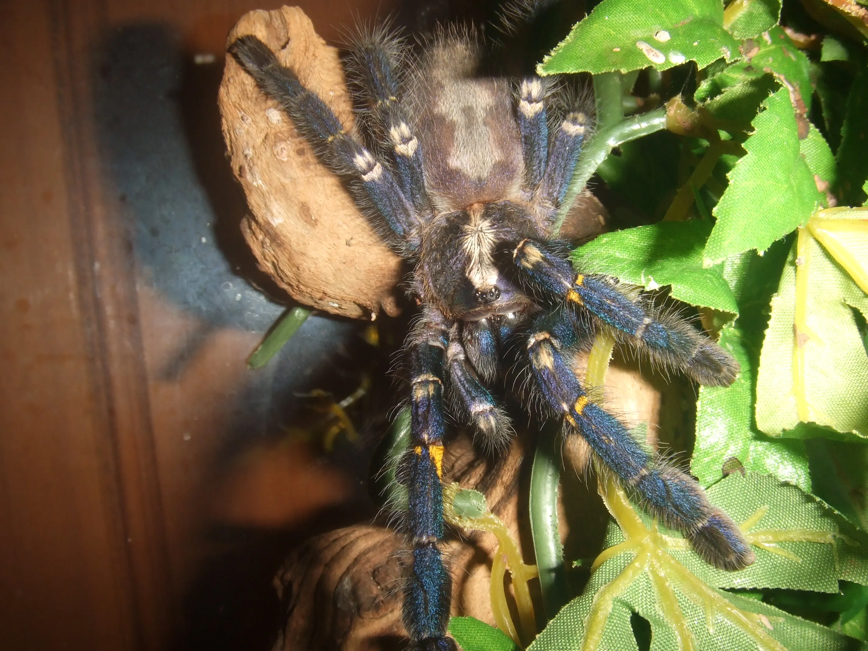 16420 tarantula feeding