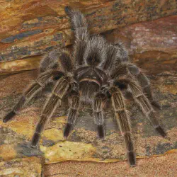 /img/16421-tarantula-cat-care.webp
