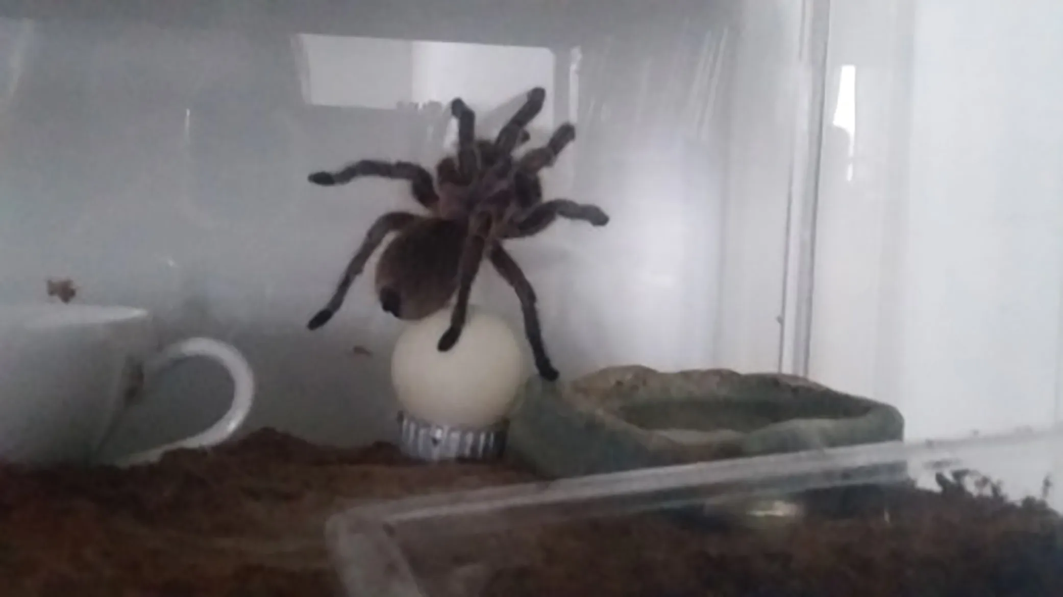 16425 misting tarantula