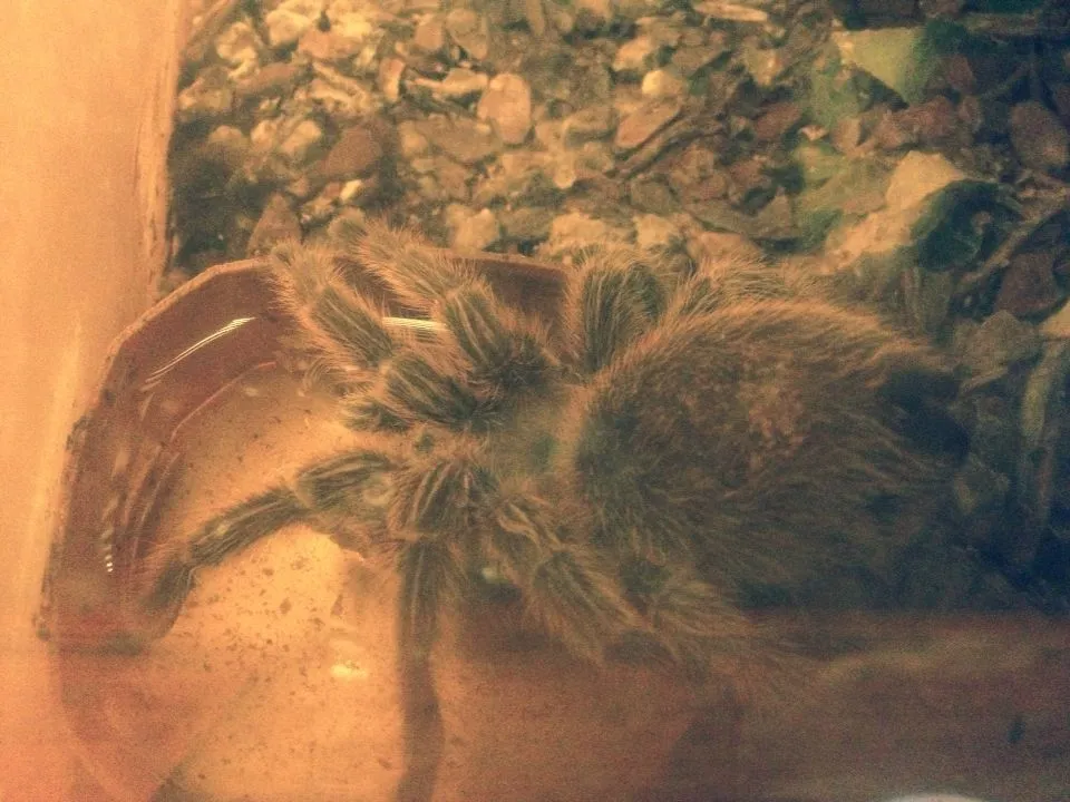 16425 substrate tarantula