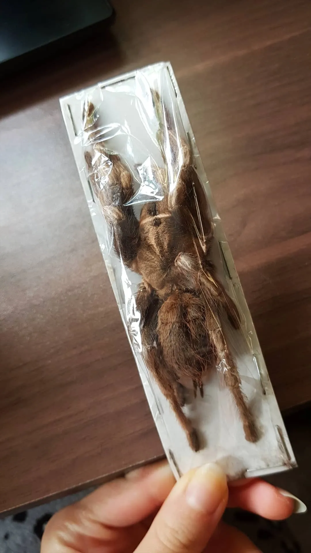 16425 water bowl tarantula