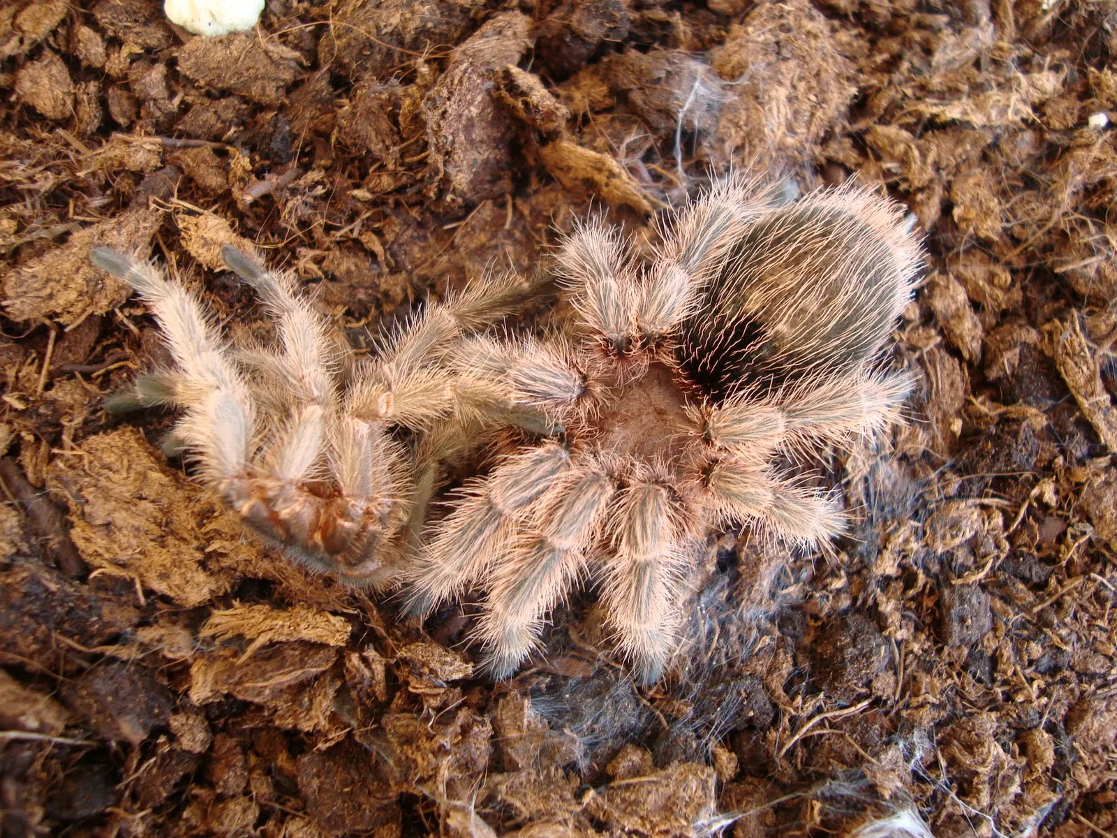 /img/16427-rose-hair-tarantula-enclosure.webp