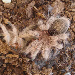 /img/16427-rose-hair-tarantula-enclosure.webp