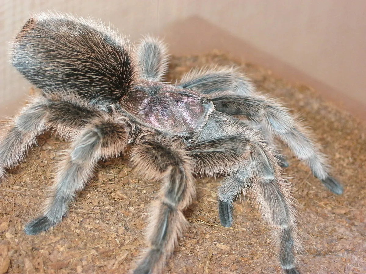 16427 rose hair tarantula healthy tarantula