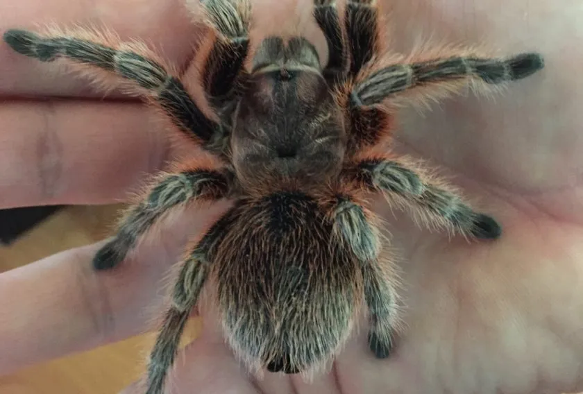16427 rose hair tarantula molting complications