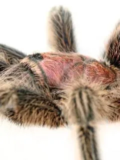 16427 rose hair tarantula molting environment