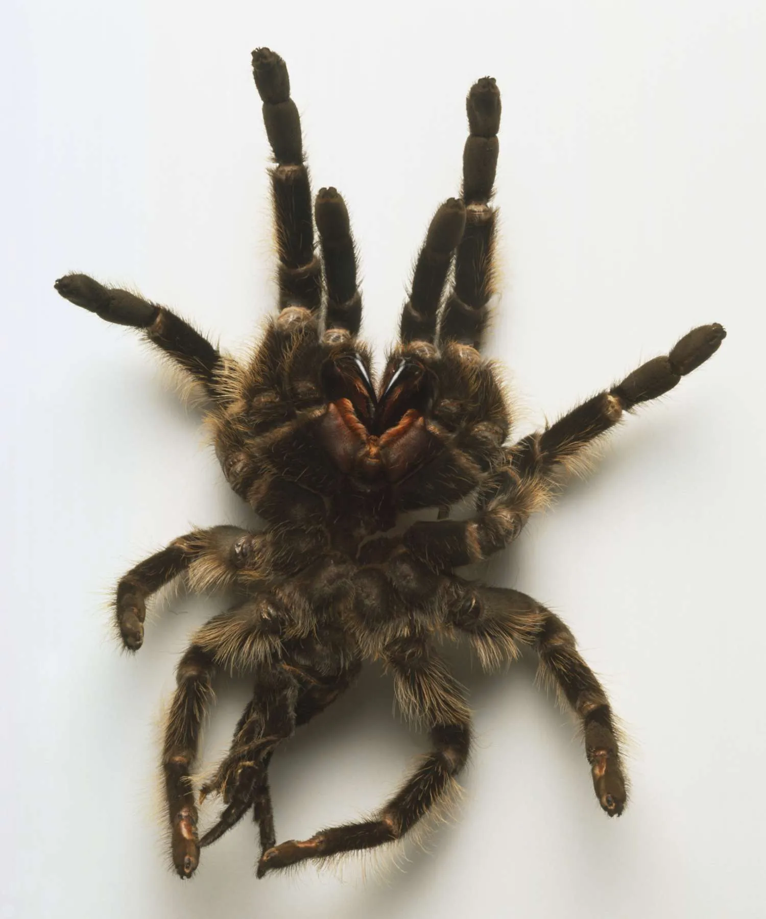 16427 rose hair tarantula post molting care