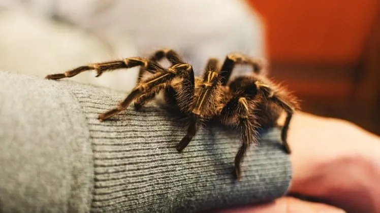 16429 tarantula disease