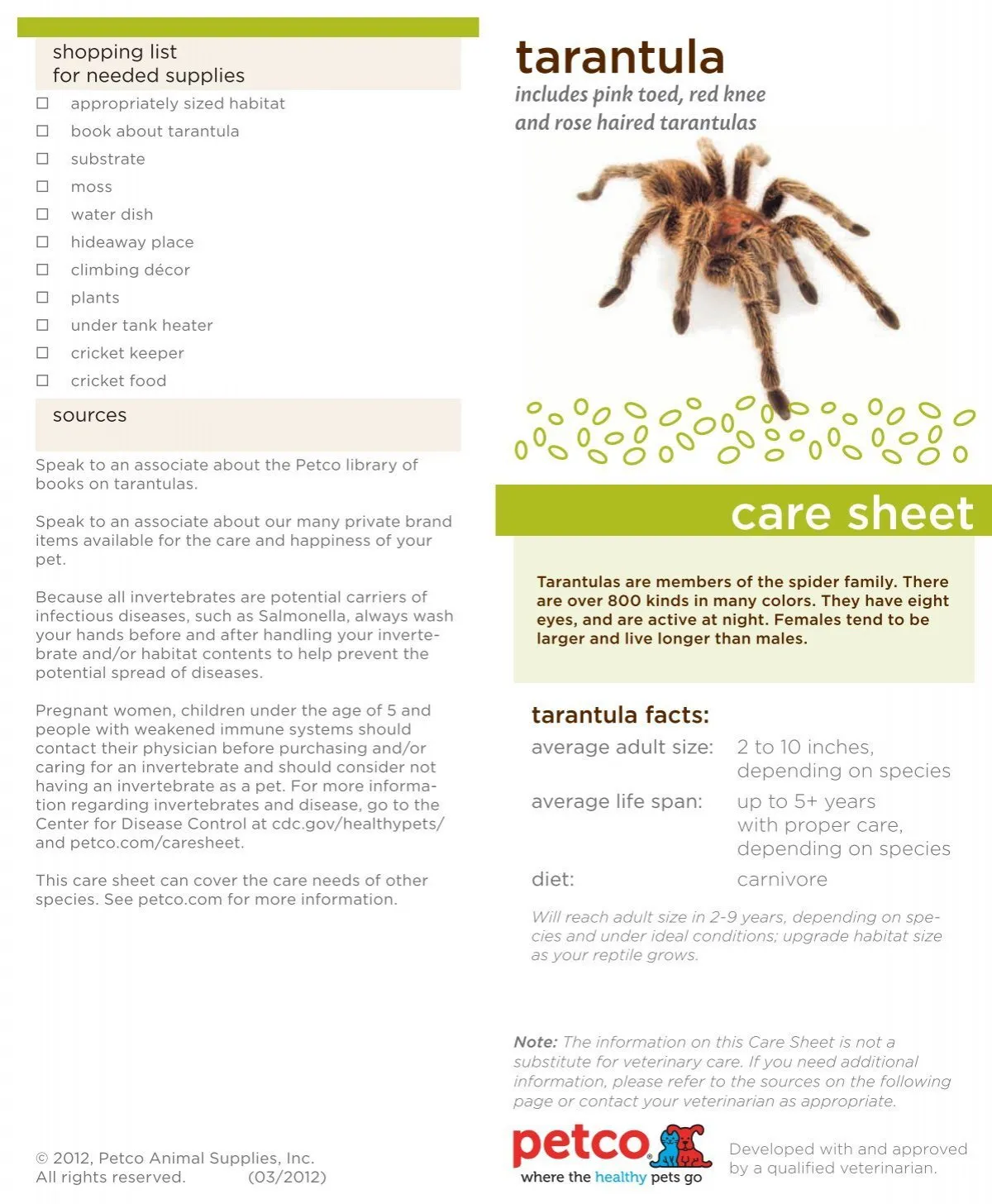 /img/16429-tarantula-lifespan.webp
