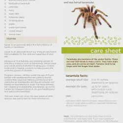 /img/16429-tarantula-lifespan.webp