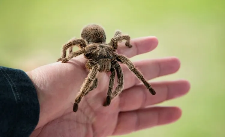 16429 tarantula molting