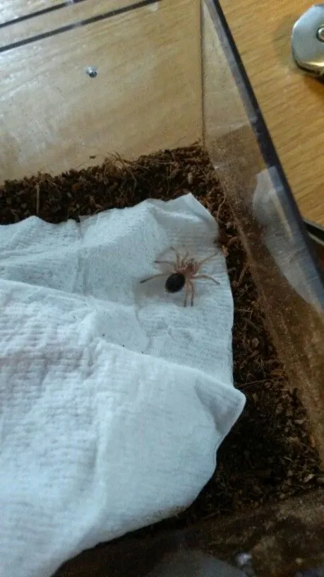 16430 chaco tarantula burrowing