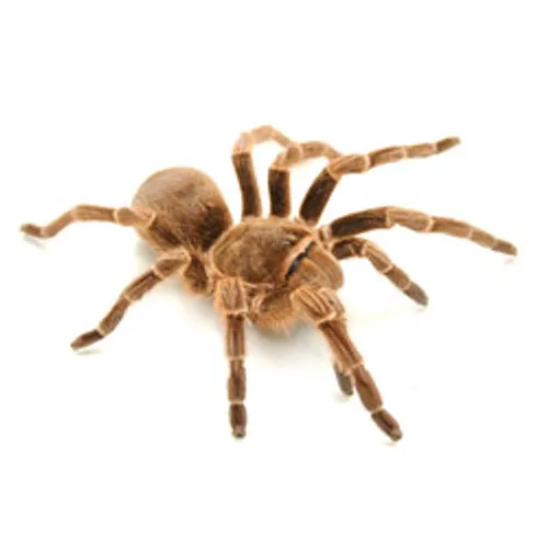 16430 chaco tarantula enclosure