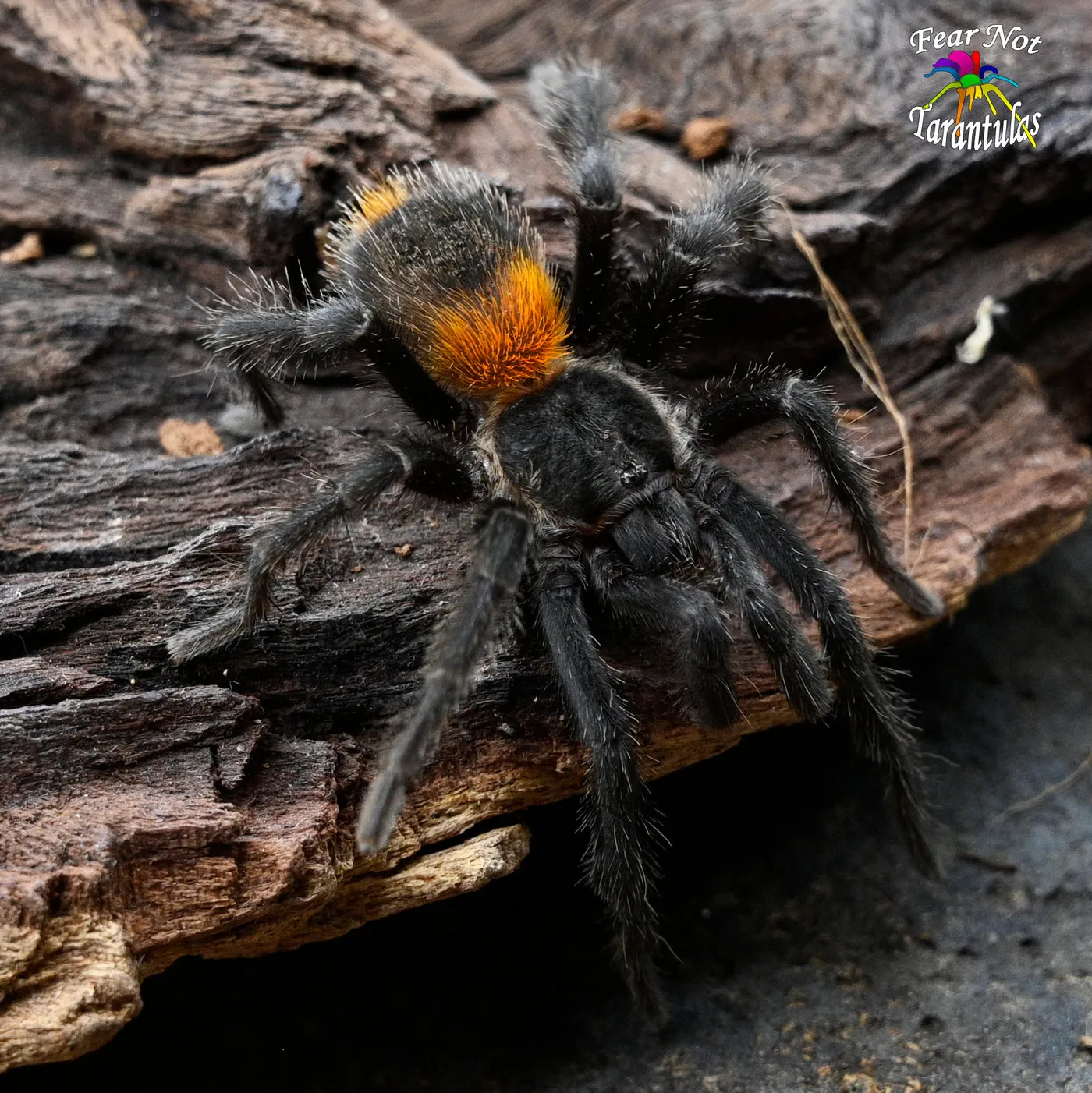 16432 red flame tarantula feeding