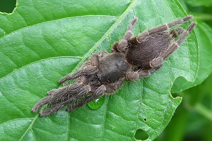 16434 tarantula feeding singapore