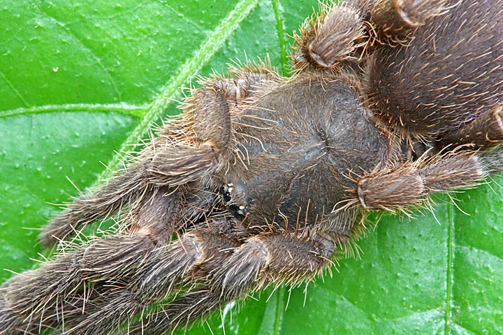 16434 tarantula substrate singapore