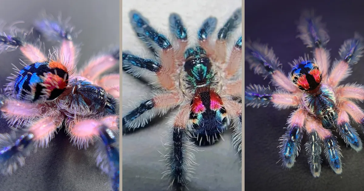 16435 brazilian jewel tarantula dangerous