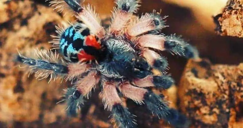 16435 brazilian jewel tarantula size