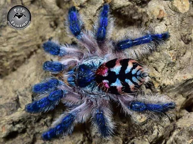 16435 brazilian jewel tarantula venom