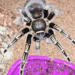 /img/16436-tarantula_handling.webp