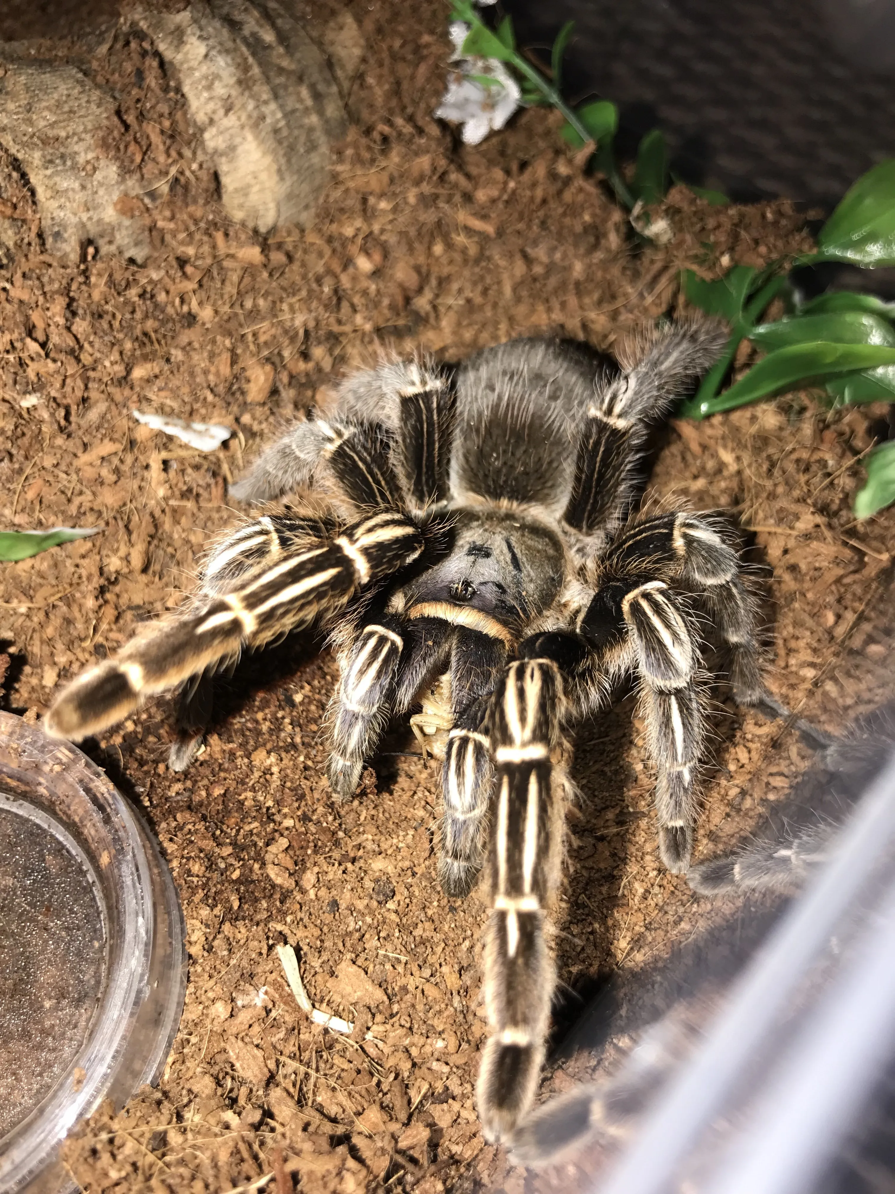 16436 tarantula_substrate