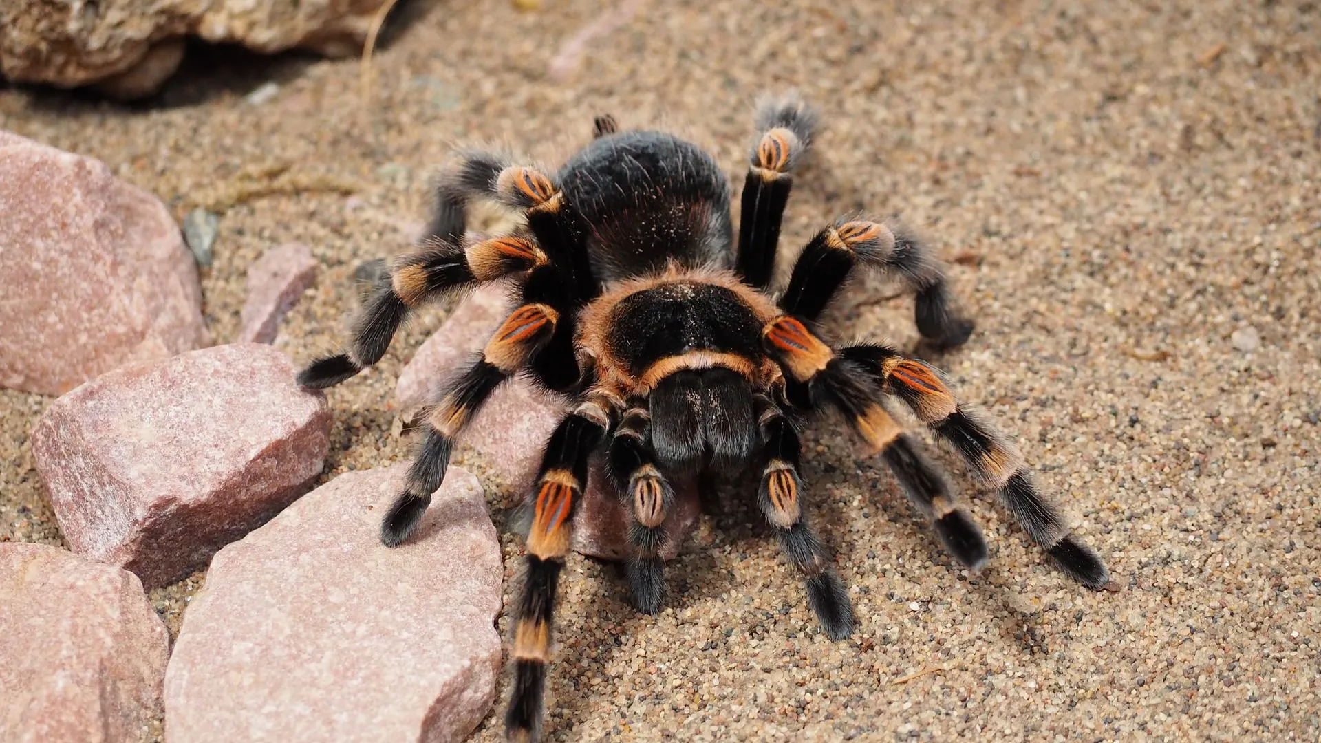 16439 tarantula abdomen