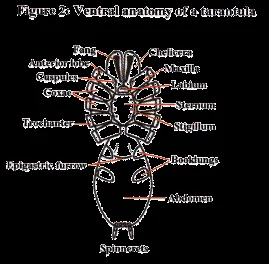 16439 tarantula carapace