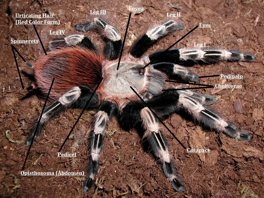 16439 tarantula eyes mouthparts