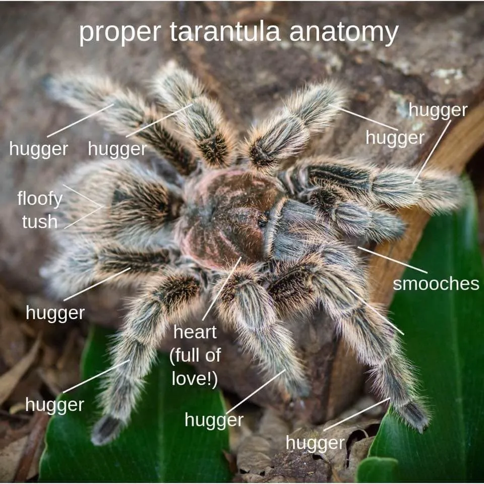 16439 tarantula legs pedipalps