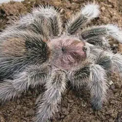 /img/16442-healthy-rose-hair-tarantula.webp