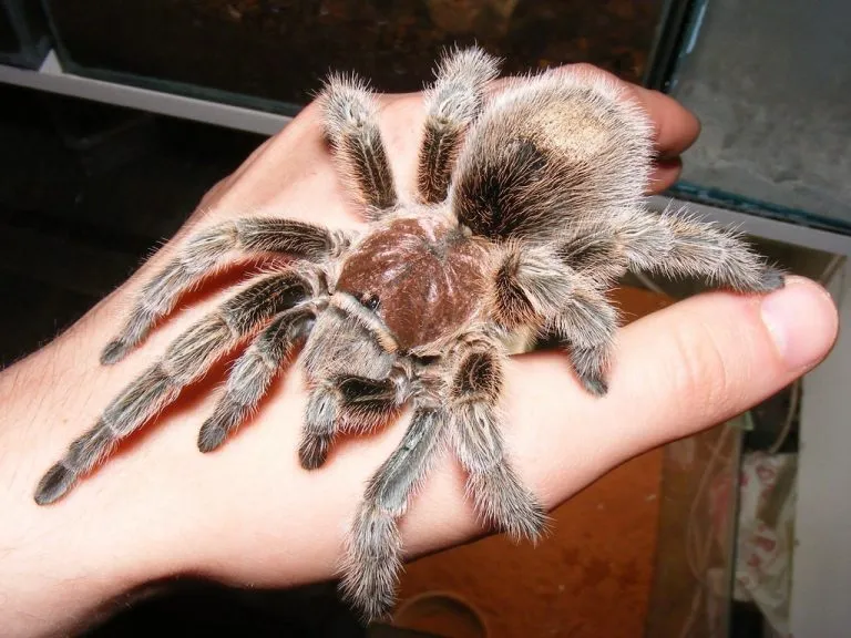 16443 chilean rose tarantula 1