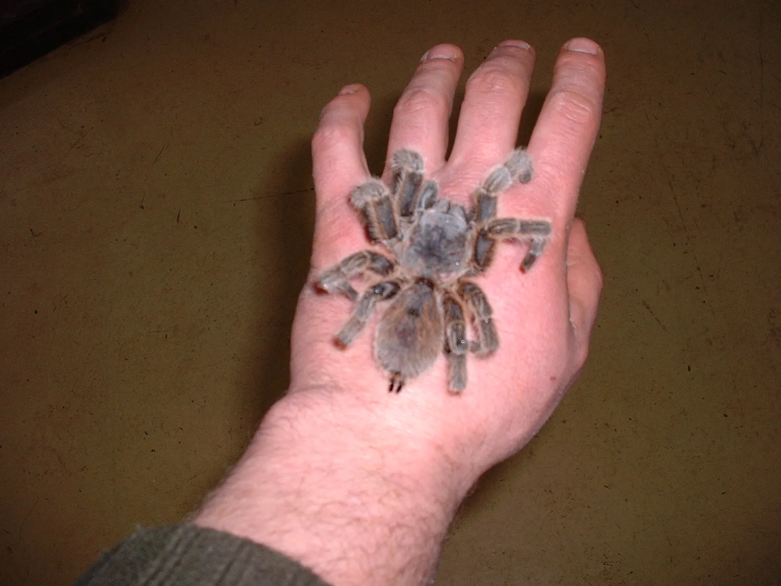 16443 tarantula feeding