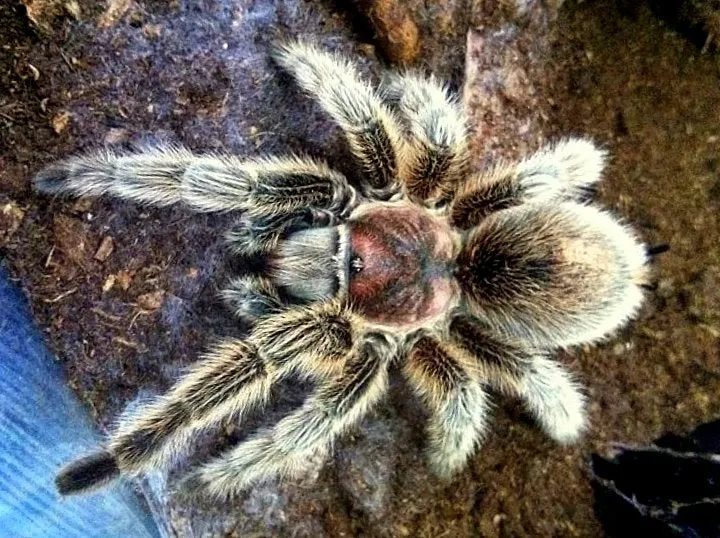 16443 tarantula molting