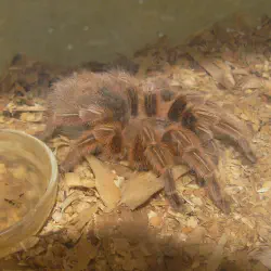 /img/16443-tarantula-water.webp