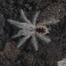 /img/16444-brazilian-pinkbloom-tarantula-breeding.webp
