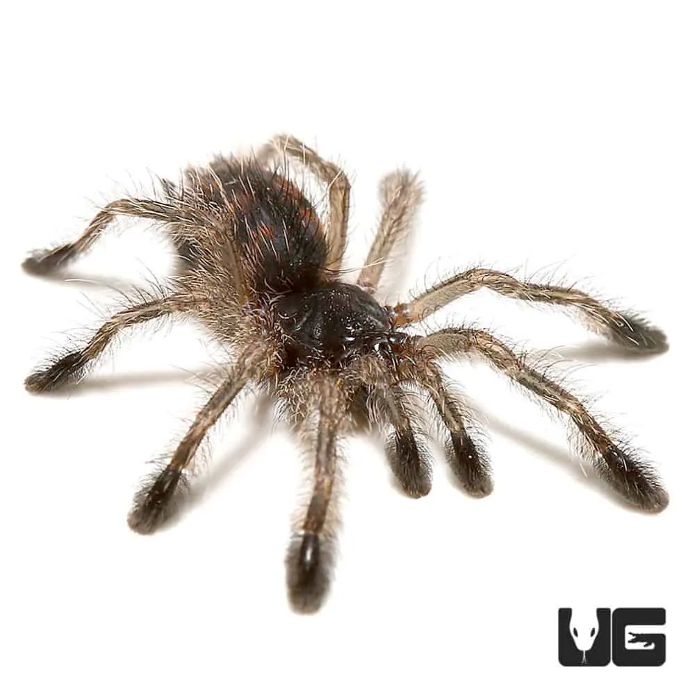 16444 brazilian pinkbloom tarantula drinking water