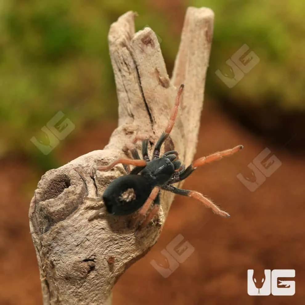 16444 brazilian pinkbloom tarantula enclosure setup