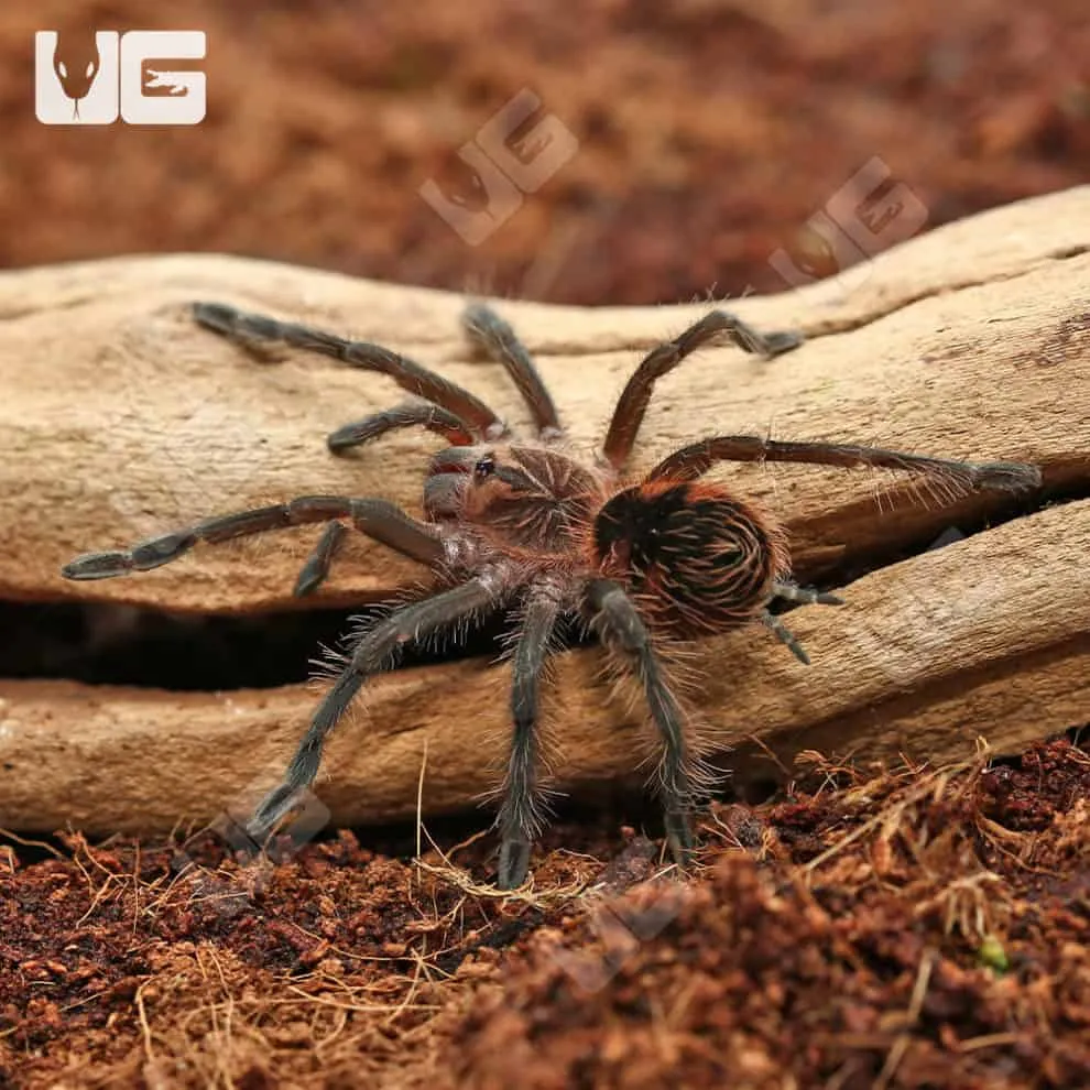 16444 brazilian pinkbloom tarantula feeding