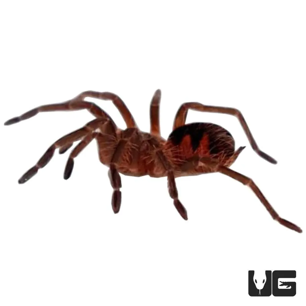 16444 brazilian pinkbloom tarantula habitat