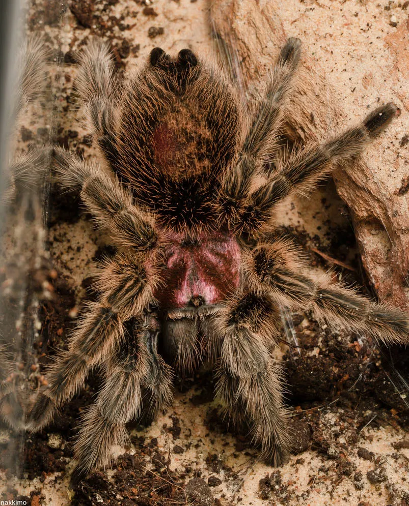 16445 chilean rose tarantula image5