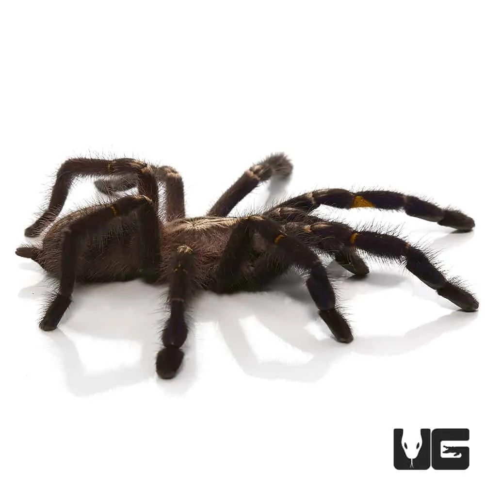 16446 gooty sapphire tarantula handling