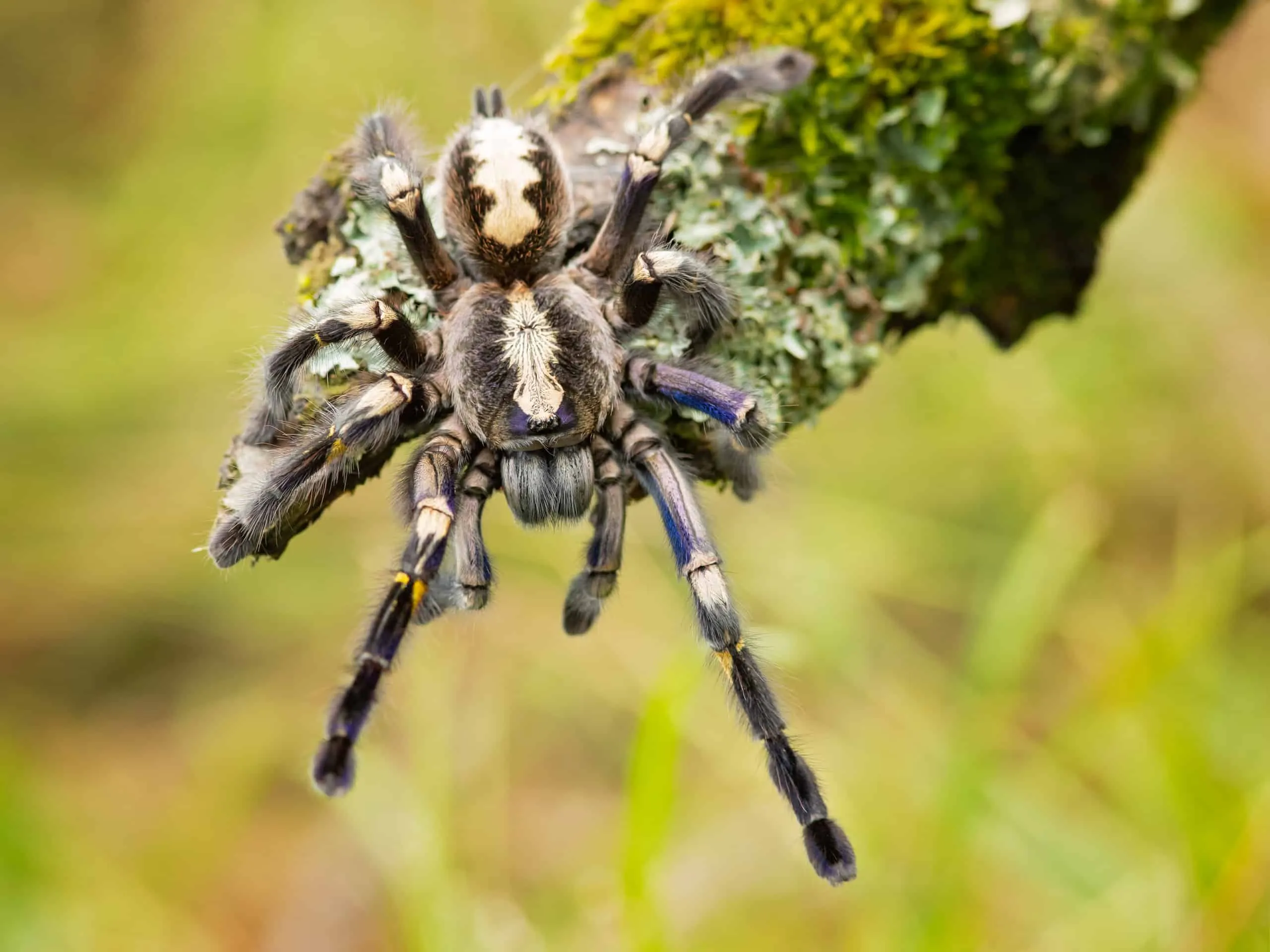/img/16446-tarantula-size-comparison.webp